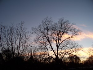 Sunset filters through the trees.