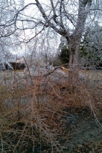 Ice covered limbs and trees down in the yard.