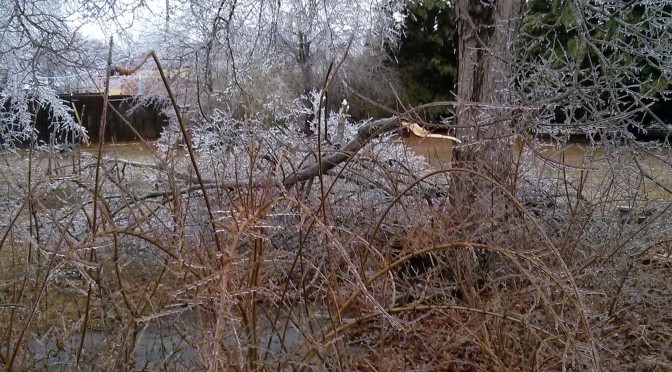 Ice covered limbs and trees down in the yard.